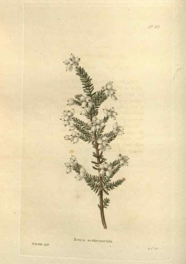Reproducción/Reproduction 48754053406: The botanical cabinet. London :John & Arthur Arch ...,1817-1833.. 