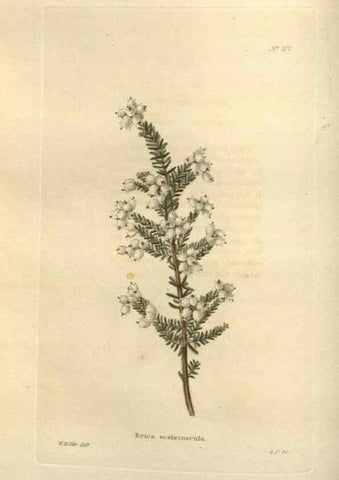 Reproducción/Reproduction 48754053406: The botanical cabinet. London :John & Arthur Arch ...,1817-1833.. 