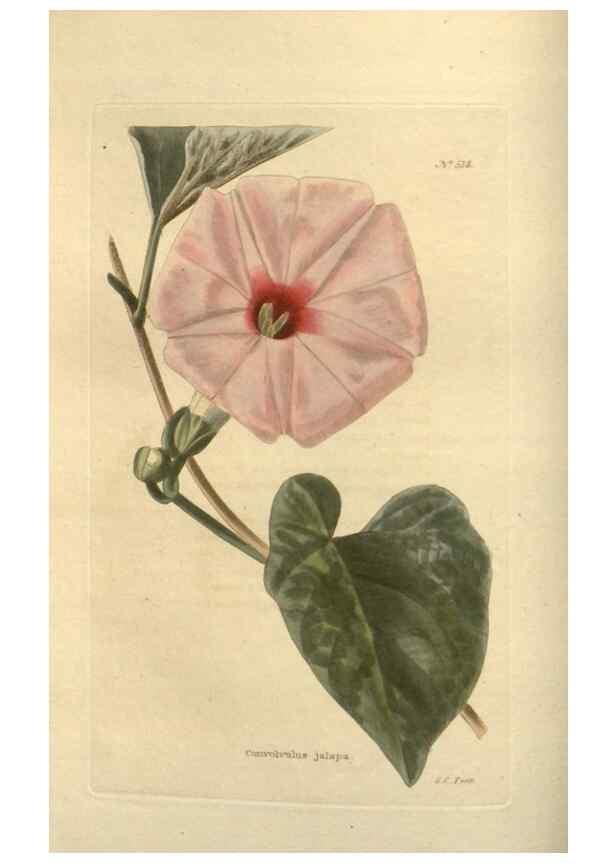 Reproducción/Reproduction 48754243722: The botanical cabinet. London :John & Arthur Arch ...,1817-1833.. 