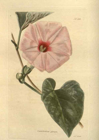 Reproducción/Reproduction 48754243722: The botanical cabinet. London :John & Arthur Arch ...,1817-1833.. 