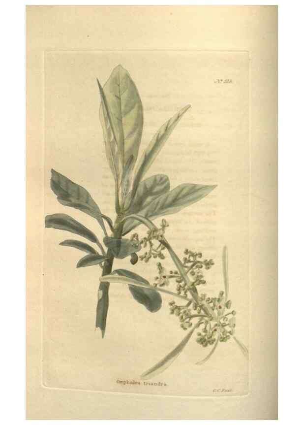 Reproducción/Reproduction 48754243967: The botanical cabinet. London :John & Arthur Arch ...,1817-1833.. 