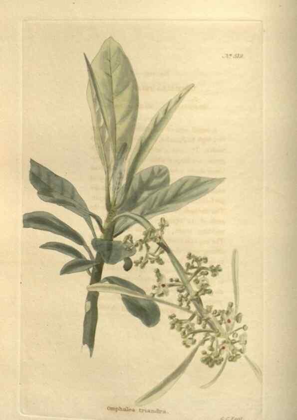 Reproducción/Reproduction 48754243967: The botanical cabinet. London :John & Arthur Arch ...,1817-1833.. 