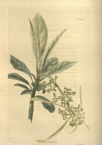 Reproducción/Reproduction 48754243967: The botanical cabinet. London :John & Arthur Arch ...,1817-1833.. 