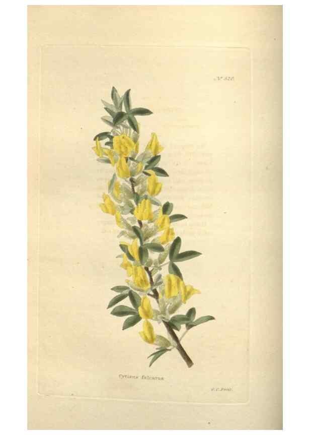 Reproducción/Reproduction 48754054101: The botanical cabinet. London :John & Arthur Arch ...,1817-1833.. 