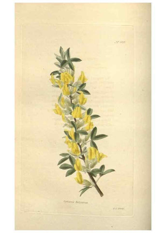 Reproducción/Reproduction 48754054101: The botanical cabinet. London :John & Arthur Arch ...,1817-1833.. 