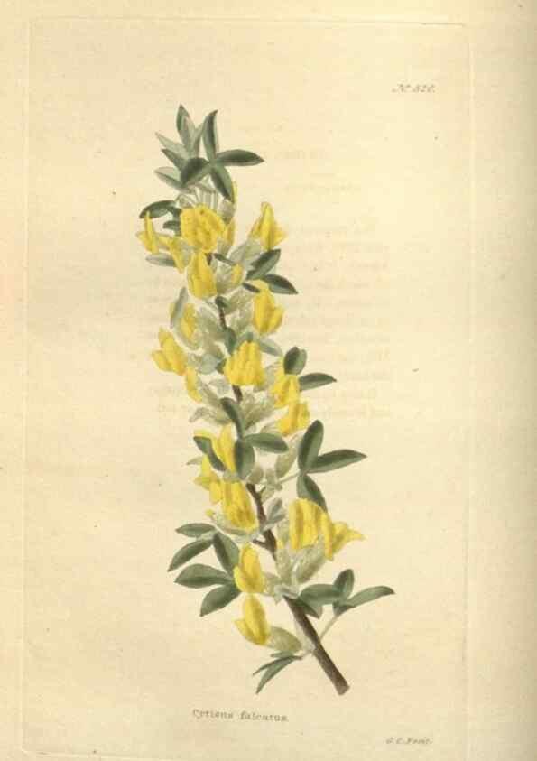 Reproducción/Reproduction 48754054101: The botanical cabinet. London :John & Arthur Arch ...,1817-1833.. 