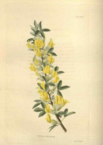 Reproducción/Reproduction 48754054101: The botanical cabinet. London :John & Arthur Arch ...,1817-1833.. 