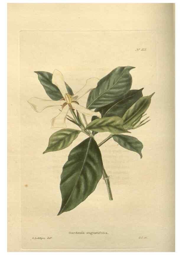 Reproducción/Reproduction 48754052301: The botanical cabinet. London :John & Arthur Arch ...,1817-1833.. 