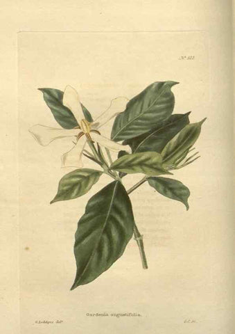Reproducción/Reproduction 48754052301: The botanical cabinet. London :John & Arthur Arch ...,1817-1833.. 
