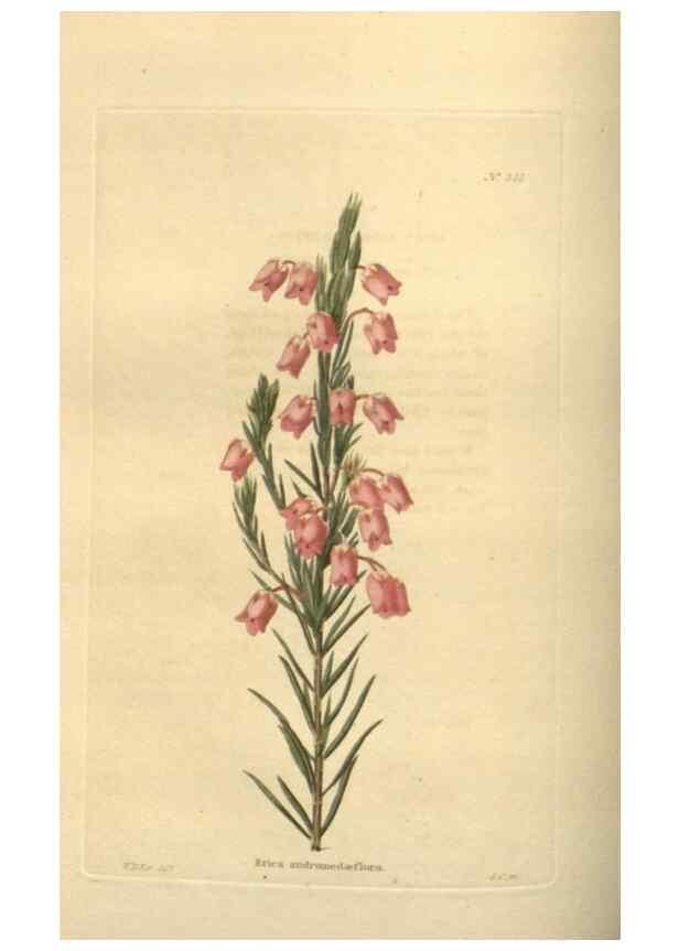Reproducción/Reproduction 48753730618: The botanical cabinet. London :John & Arthur Arch ...,1817-1833.. 