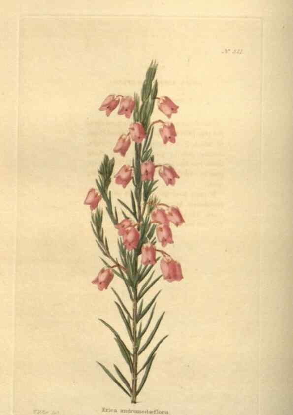 Reproducción/Reproduction 48753730618: The botanical cabinet. London :John & Arthur Arch ...,1817-1833.. 