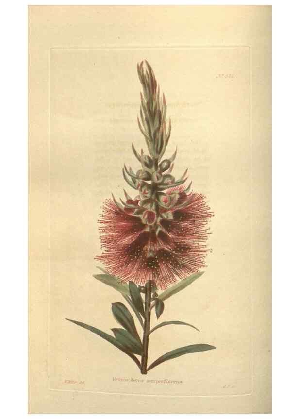 Reproducción/Reproduction 48754054791: The botanical cabinet. London :John & Arthur Arch ...,1817-1833.. 