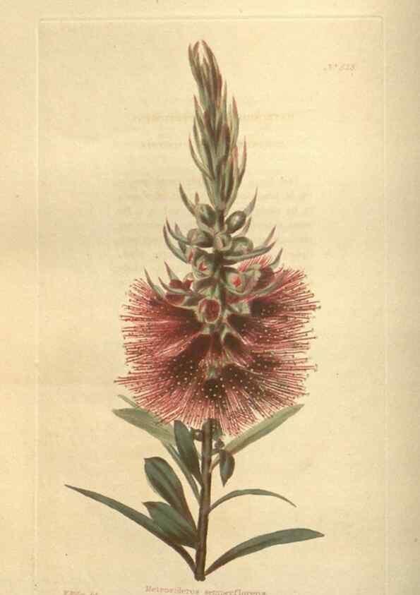 Reproducción/Reproduction 48754054791: The botanical cabinet. London :John & Arthur Arch ...,1817-1833.. 