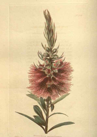 Reproducción/Reproduction 48754054791: The botanical cabinet. London :John & Arthur Arch ...,1817-1833.. 