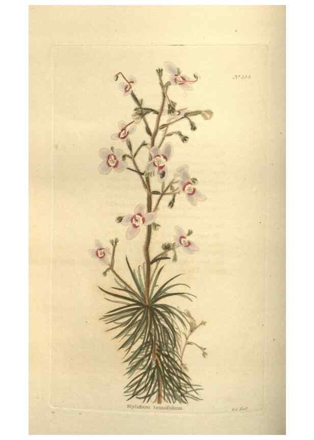 Reproducción/Reproduction 48753731368: The botanical cabinet. London :John & Arthur Arch ...,1817-1833.. 