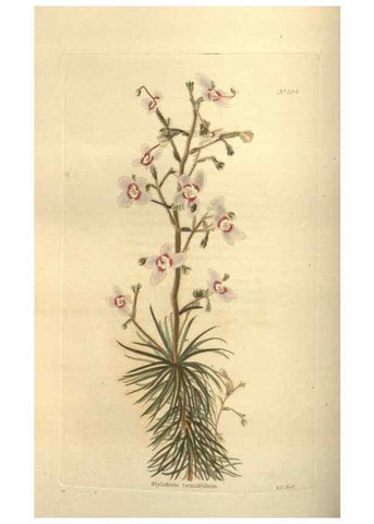 Reproducción/Reproduction 48753731368: The botanical cabinet. London :John & Arthur Arch ...,1817-1833.. 