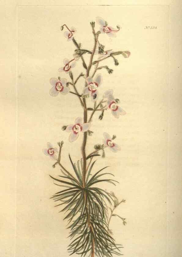 Reproducción/Reproduction 48753731368: The botanical cabinet. London :John & Arthur Arch ...,1817-1833.. 