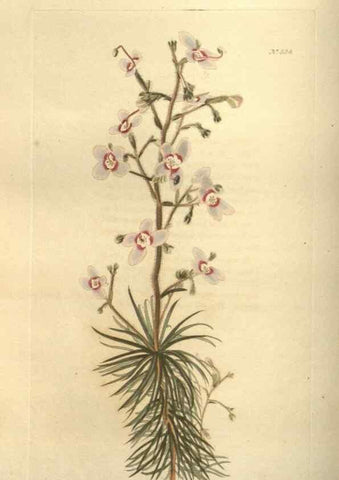Reproducción/Reproduction 48753731368: The botanical cabinet. London :John & Arthur Arch ...,1817-1833.. 