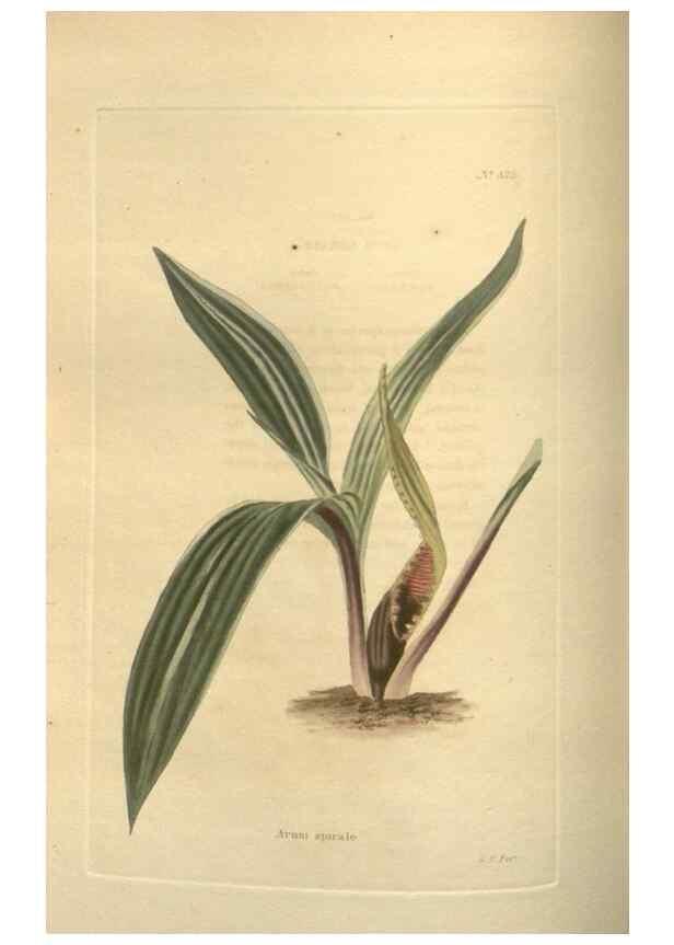 Reproducción/Reproduction 48754245217: The botanical cabinet. London :John & Arthur Arch ...,1817-1833.. 