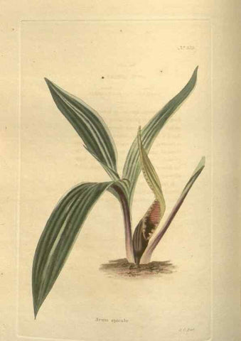 Reproducción/Reproduction 48754245217: The botanical cabinet. London :John & Arthur Arch ...,1817-1833.. 