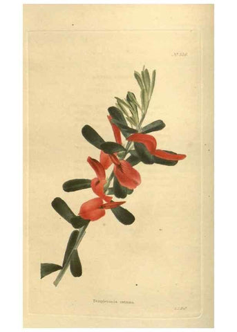 Reproducción/Reproduction 48754055491: The botanical cabinet. London :John & Arthur Arch ...,1817-1833.. 