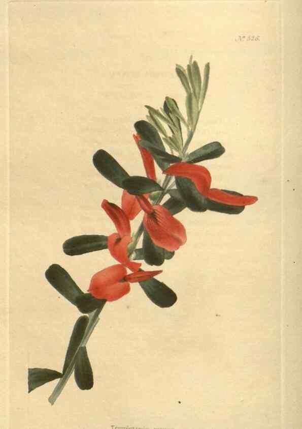 Reproducción/Reproduction 48754055491: The botanical cabinet. London :John & Arthur Arch ...,1817-1833.. 