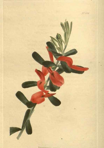 Reproducción/Reproduction 48754055491: The botanical cabinet. London :John & Arthur Arch ...,1817-1833.. 