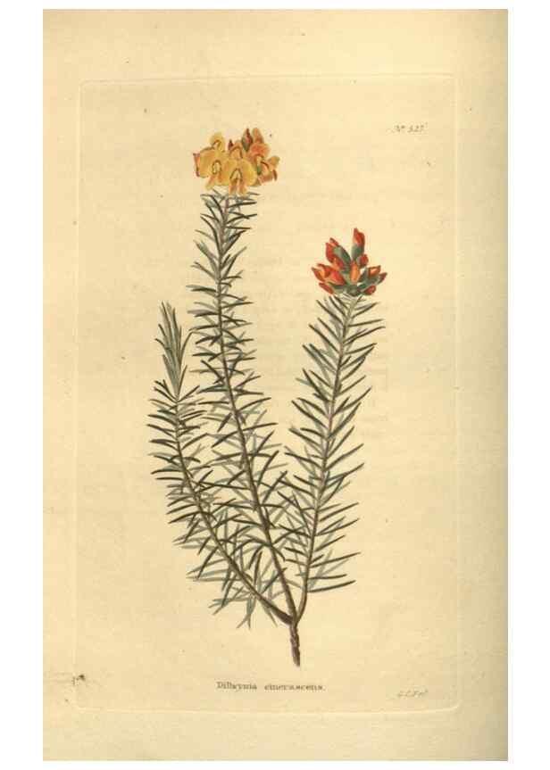 Reproducción/Reproduction 48753732003: The botanical cabinet. London :John & Arthur Arch ...,1817-1833.. 