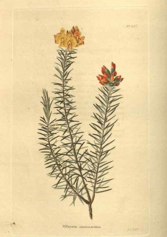 Reproducción/Reproduction 48753732003: The botanical cabinet. London :John & Arthur Arch ...,1817-1833.. 