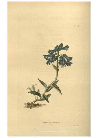 Reproducción/Reproduction 48753732273: The botanical cabinet. London :John & Arthur Arch ...,1817-1833.. 
