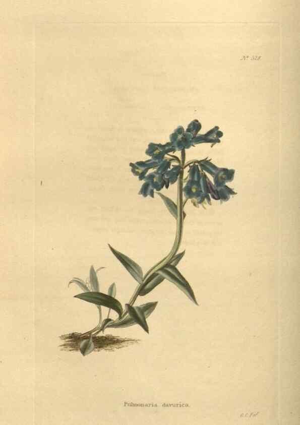 Reproducción/Reproduction 48753732273: The botanical cabinet. London :John & Arthur Arch ...,1817-1833.. 