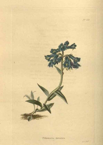 Reproducción/Reproduction 48753732273: The botanical cabinet. London :John & Arthur Arch ...,1817-1833.. 