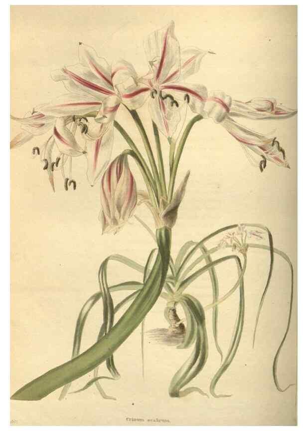 Reproducción/Reproduction 48753732558: The botanical cabinet. London :John & Arthur Arch ...,1817-1833.. 