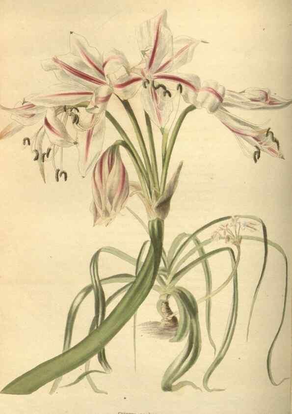 Reproducción/Reproduction 48753732558: The botanical cabinet. London :John & Arthur Arch ...,1817-1833.. 