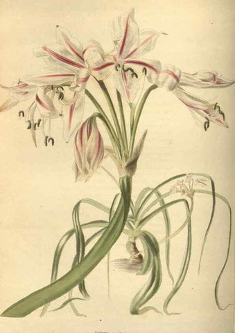 Reproducción/Reproduction 48753732558: The botanical cabinet. London :John & Arthur Arch ...,1817-1833.. 