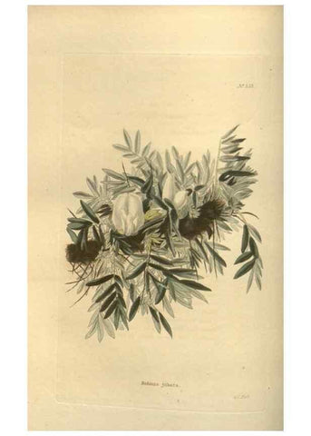 Reproducción/Reproduction 48753730858: The botanical cabinet. London :John & Arthur Arch ...,1817-1833.. 