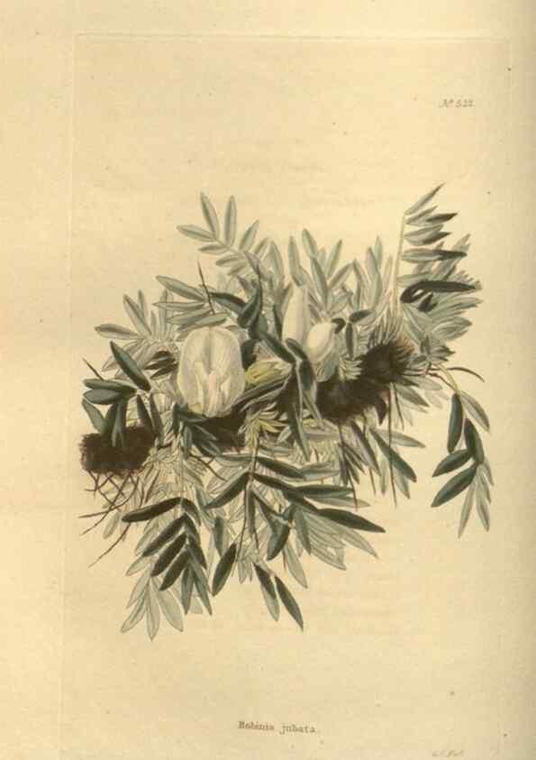 Reproducción/Reproduction 48753730858: The botanical cabinet. London :John & Arthur Arch ...,1817-1833.. 