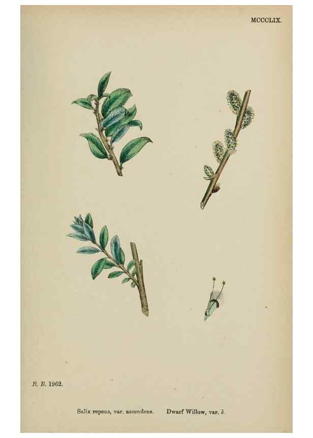 Reproducción/Reproduction 48754154897: English botany, or, Coloured figures of British plants /. London :R. Hardwicke,1863-1886.. 