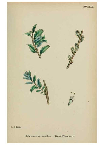 Reproducción/Reproduction 48754154897: English botany, or, Coloured figures of British plants /. London :R. Hardwicke,1863-1886.. 