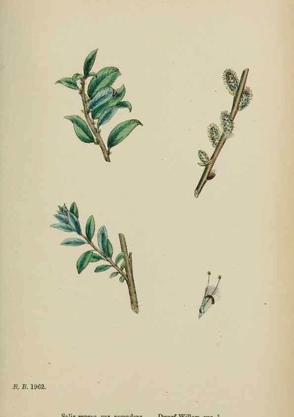 Reproducción/Reproduction 48754154897: English botany, or, Coloured figures of British plants /. London :R. Hardwicke,1863-1886.. 