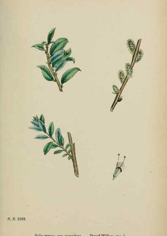 Reproducción/Reproduction 48754154897: English botany, or, Coloured figures of British plants /. London :R. Hardwicke,1863-1886.. 
