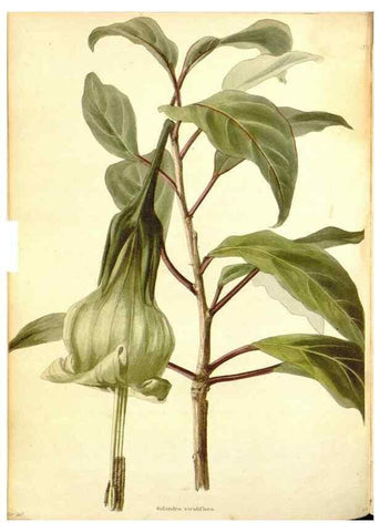 Reproducción/Reproduction 48753796578: The botanical cabinet. London :John & Arthur Arch ...,1817-1833.. 