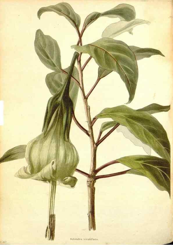 Reproducción/Reproduction 48753796578: The botanical cabinet. London :John & Arthur Arch ...,1817-1833.. 