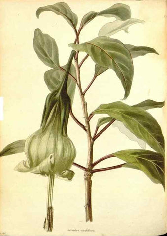 Reproducción/Reproduction 48753796578: The botanical cabinet. London :John & Arthur Arch ...,1817-1833.. 