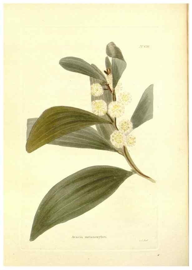 Reproducción/Reproduction 48754311907: The botanical cabinet. London :John & Arthur Arch ...,1817-1833.. 