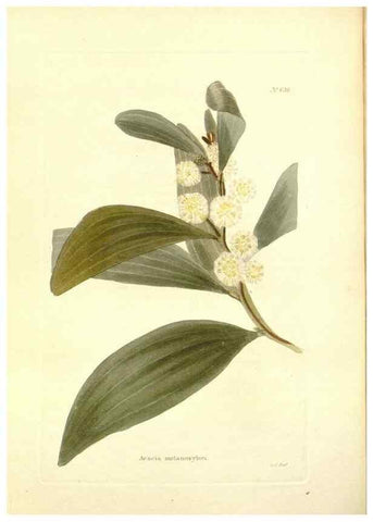 Reproducción/Reproduction 48754311907: The botanical cabinet. London :John & Arthur Arch ...,1817-1833.. 