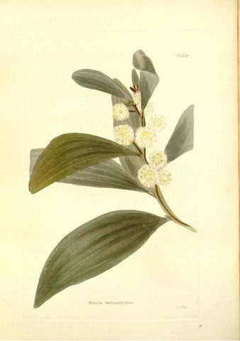 Reproducción/Reproduction 48754311907: The botanical cabinet. London :John & Arthur Arch ...,1817-1833.. 
