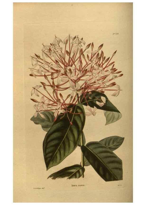 Reproducción/Reproduction 48754228186: The botanical cabinet. London :John & Arthur Arch ...,1817-1833.. 
