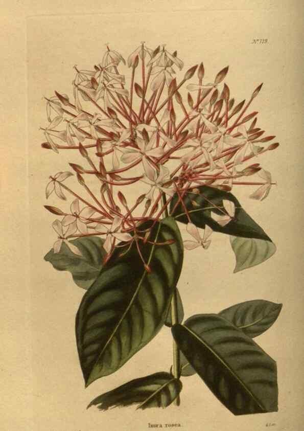 Reproducción/Reproduction 48754228186: The botanical cabinet. London :John & Arthur Arch ...,1817-1833.. 