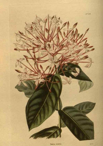 Reproducción/Reproduction 48754228186: The botanical cabinet. London :John & Arthur Arch ...,1817-1833.. 